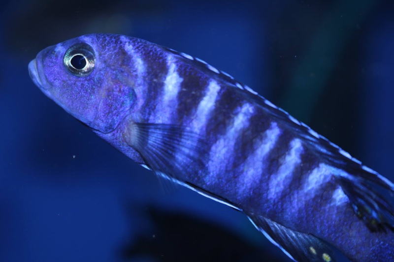 Maylandia sp. 'elongatus chidunga' Chidunga Rocks